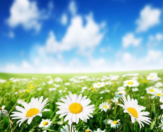 daisy flower