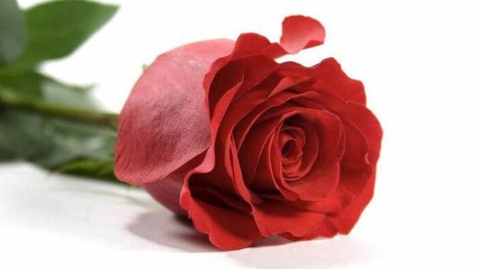 What is your favorite Flower?