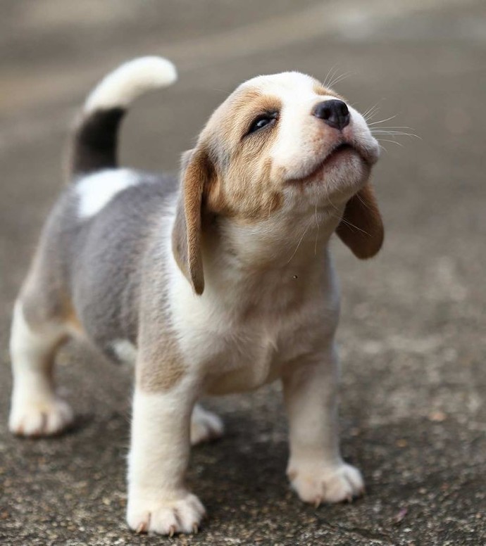 Do you prefer big or small dogs?