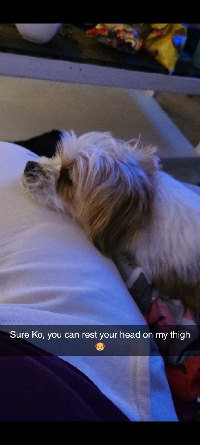 Do you prefer big or small dogs?