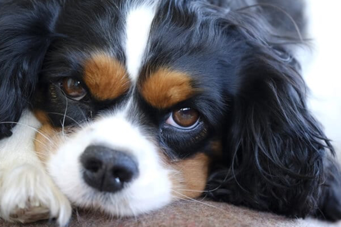 Do you prefer big or small dogs?