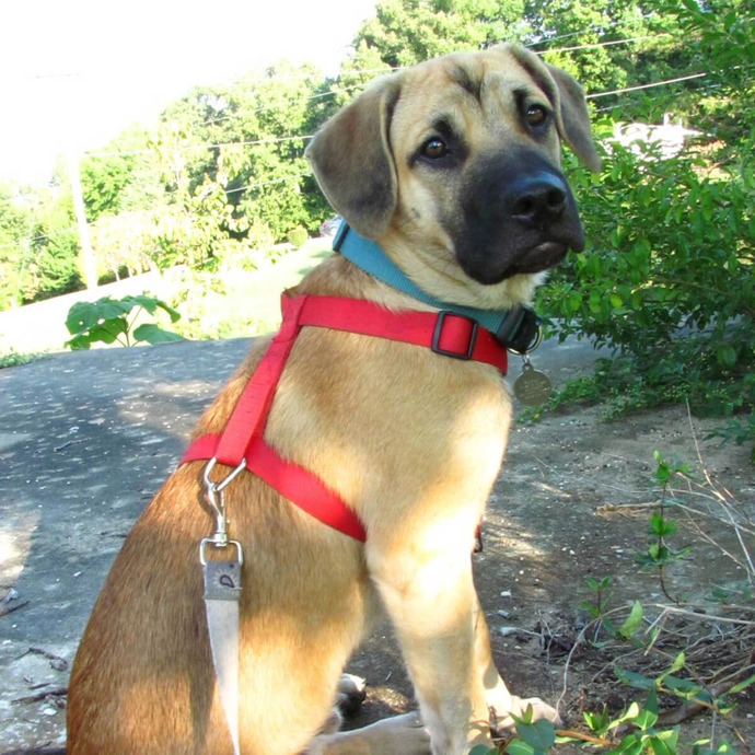 Do you prefer big or small dogs?