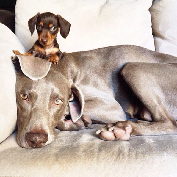 Do you prefer big or small dogs?