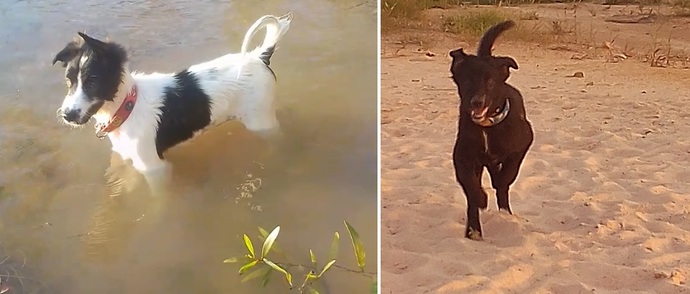 Do you prefer big or small dogs?