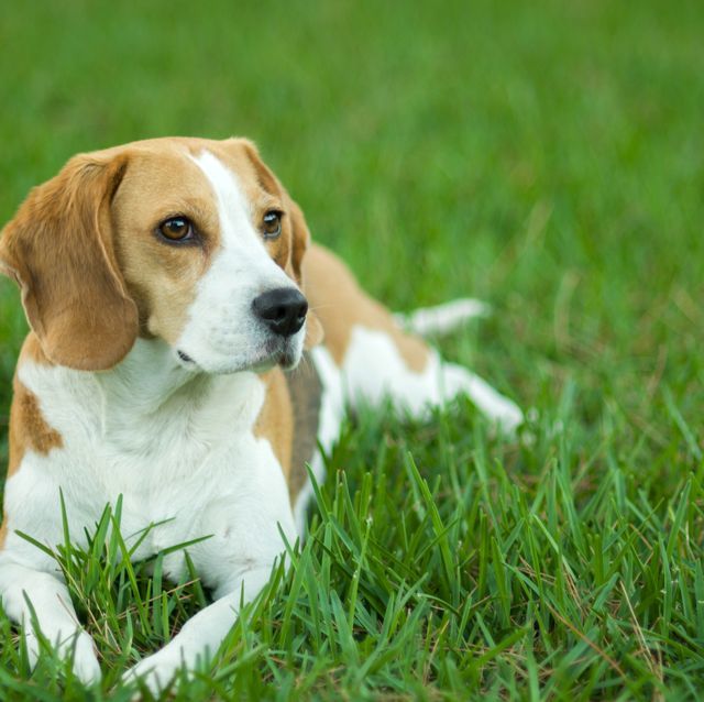 Do you prefer big or small dogs?