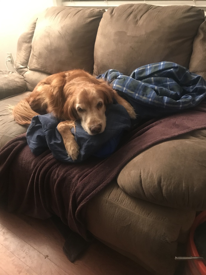 this is my brother’s dog Luke i get to watch him all the time 😅