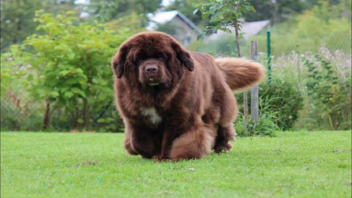 Chocolate Newfoundland 