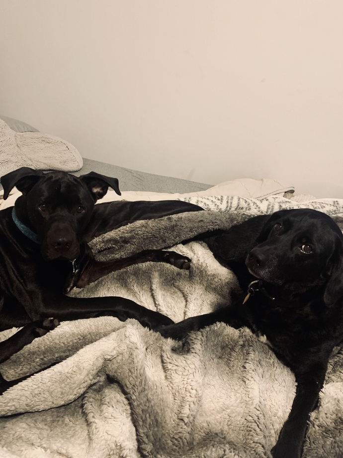 Do you prefer big or small dogs?