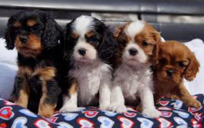 Do you prefer big or small dogs?