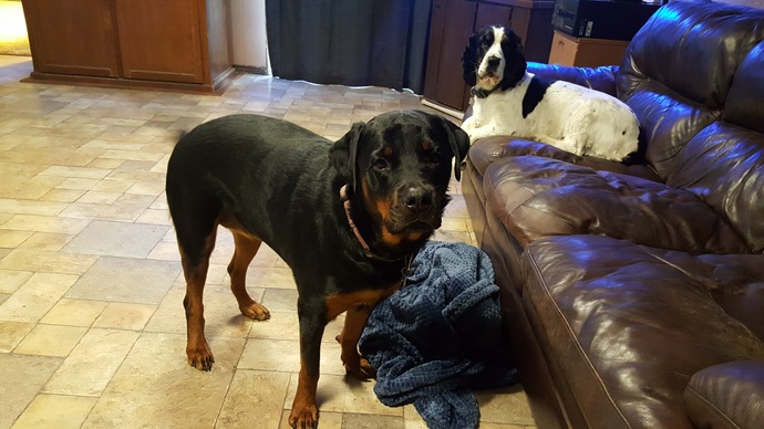 Do you prefer big or small dogs?
