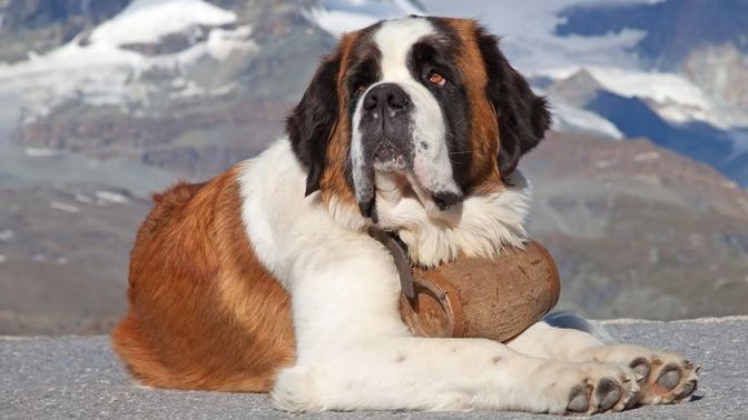 Do you prefer big or small dogs?
