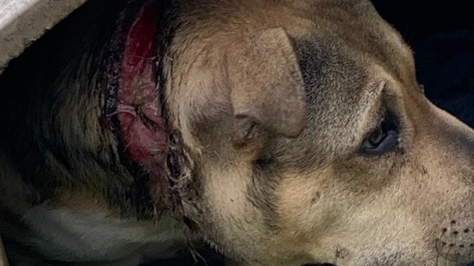Why do people treat dogs so bad?
