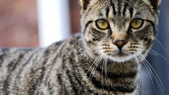 Can cats be loyal creatures or are they just occasional friends?