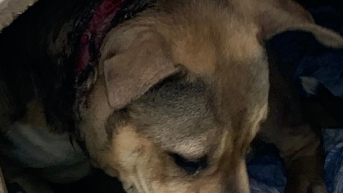 Should dog abusers lose their job?