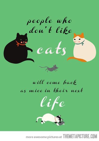 Will you date someone who hates cats?