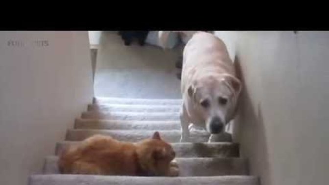 Why would a dog get scared of a cat?