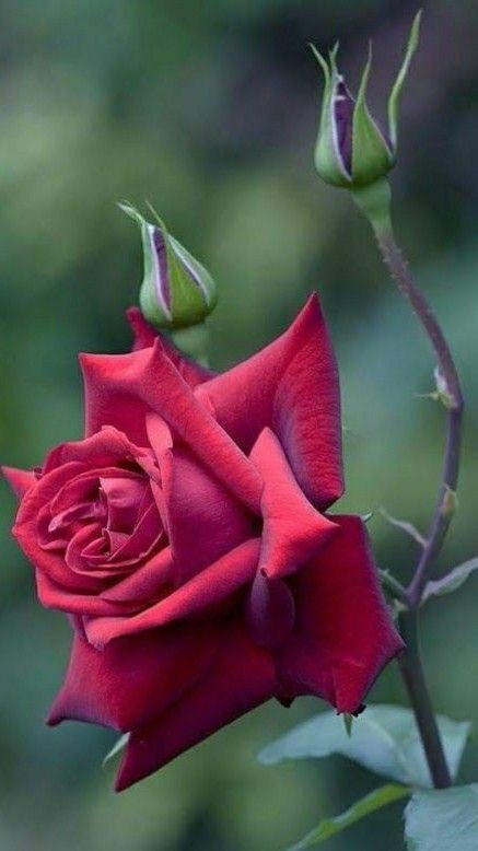 What is your favourite type of flower?