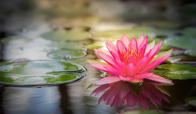 What is your favourite type of flower?