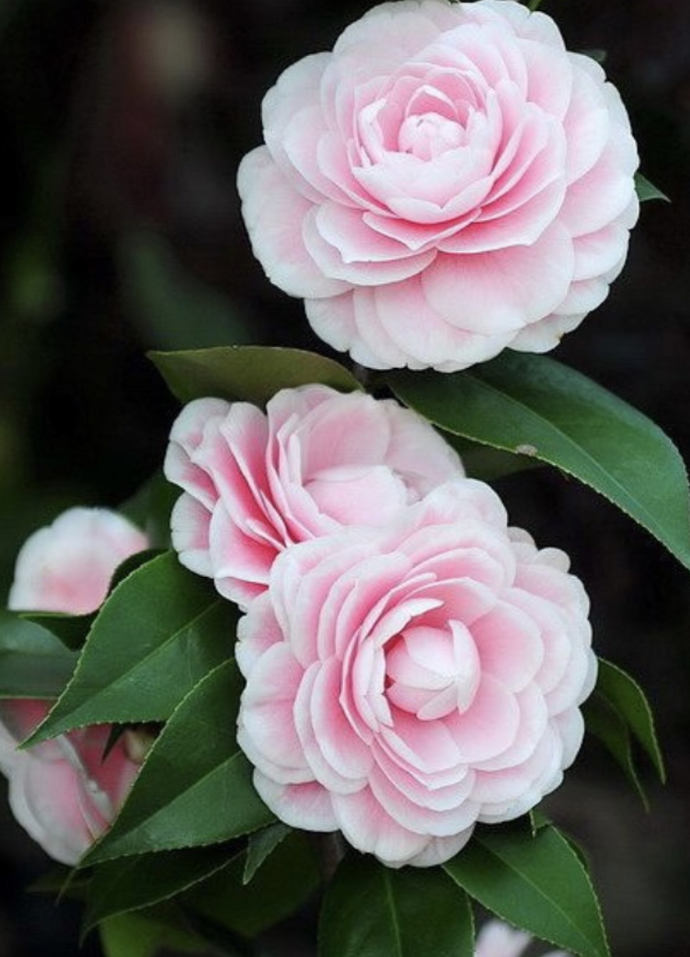 What is your favourite type of flower?