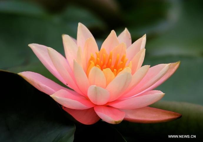 What is your favourite type of flower?