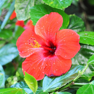 What is your favourite type of flower?
