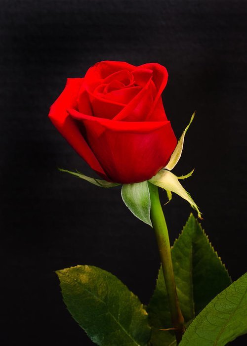 What is your favourite type of flower?