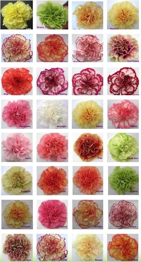 What is your favourite type of flower?
