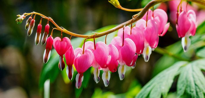 What is your favourite type of flower?