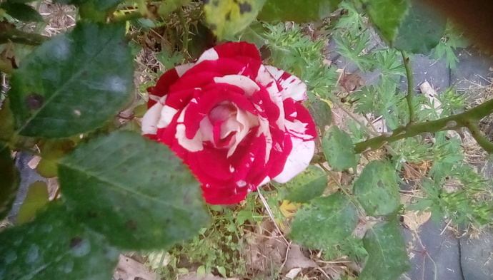 What is your favourite type of flower?