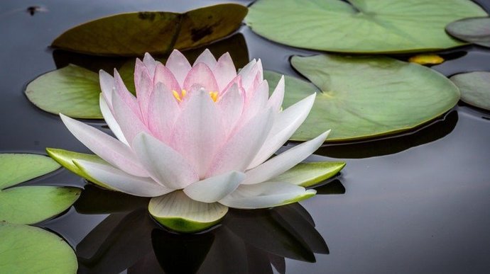 What is your favourite type of flower?