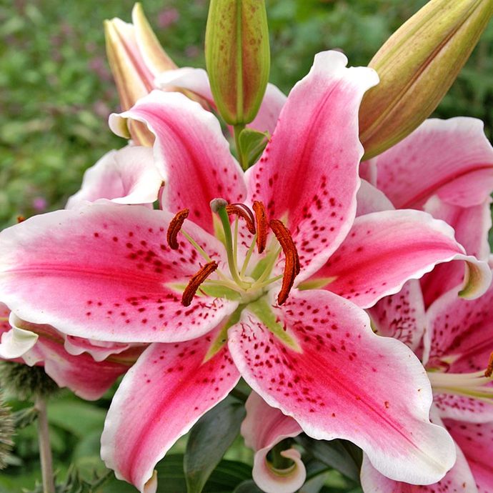 What is your favourite type of flower?