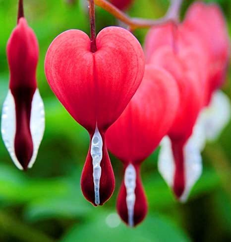 What is your favourite type of flower?