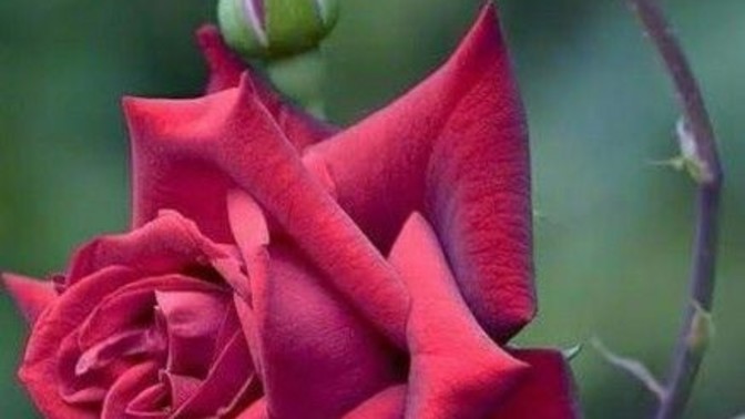 What is your favourite type of flower?