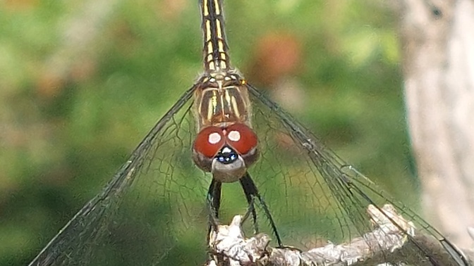 Did you onow dragonflies are the stuff of nightmares?