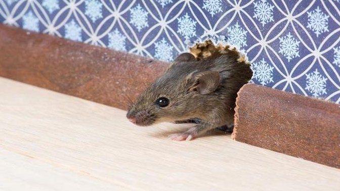 Girls, Why are you so afraid of mice CMON they’re kinda cute cardi b looks like one?