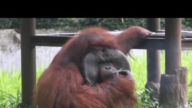 What do you think abou this smoking monkey?