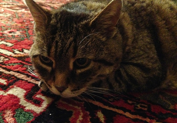 Do you have pets? If so, what do you call them?