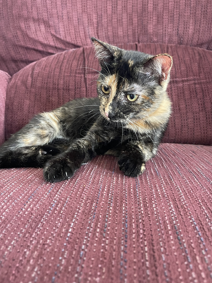 Do you have pets? If so, what do you call them?