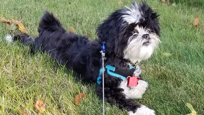Do you have pets? If so, what do you call them?
