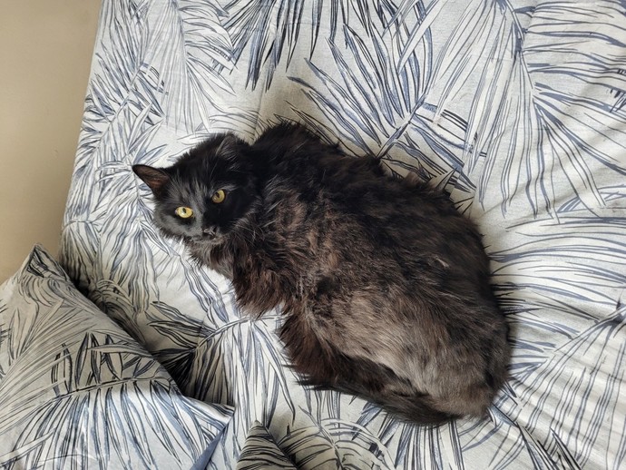 Do you have pets? If so, what do you call them?