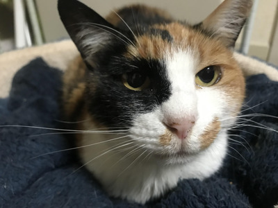 Do you have pets? If so, what do you call them?