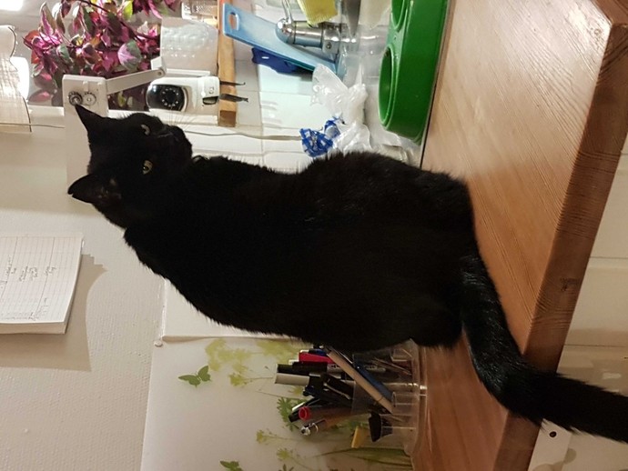 Do you have pets? If so, what do you call them?