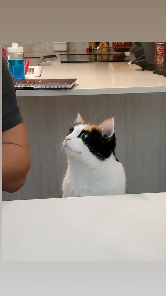 Do you have pets? If so, what do you call them?