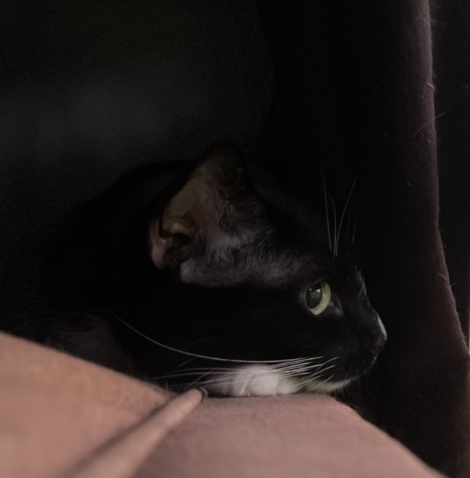 Do you have pets? If so, what do you call them?
