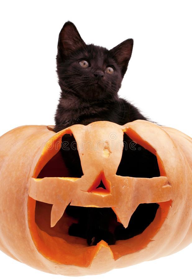 What is your favorite: Easter or Halloween?