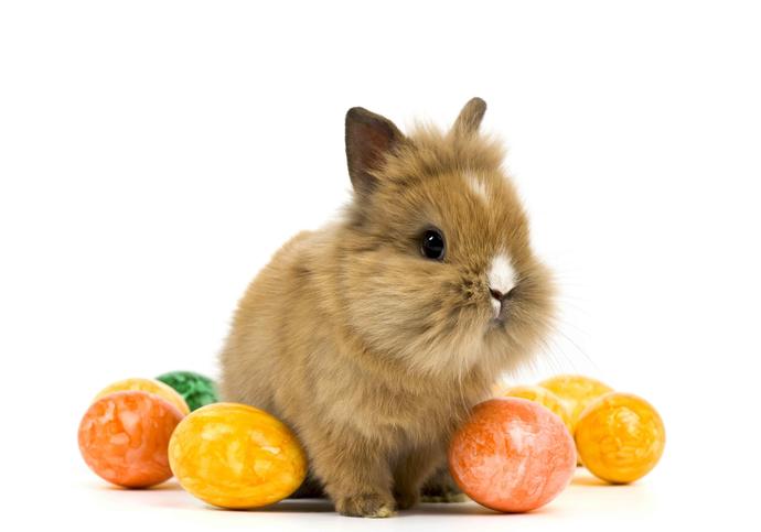 What is your favorite: Easter or Halloween?