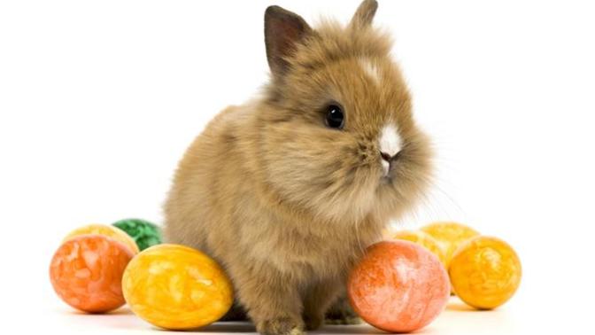 What is your favorite: Easter or Halloween?