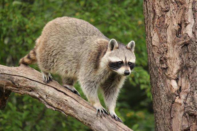 What critters visit your home most often?