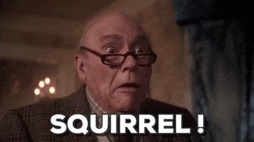 What critters visit your home most often?