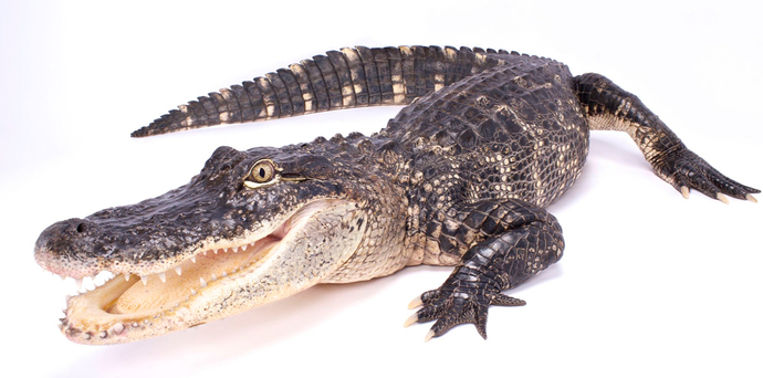 What critters visit your home most often?